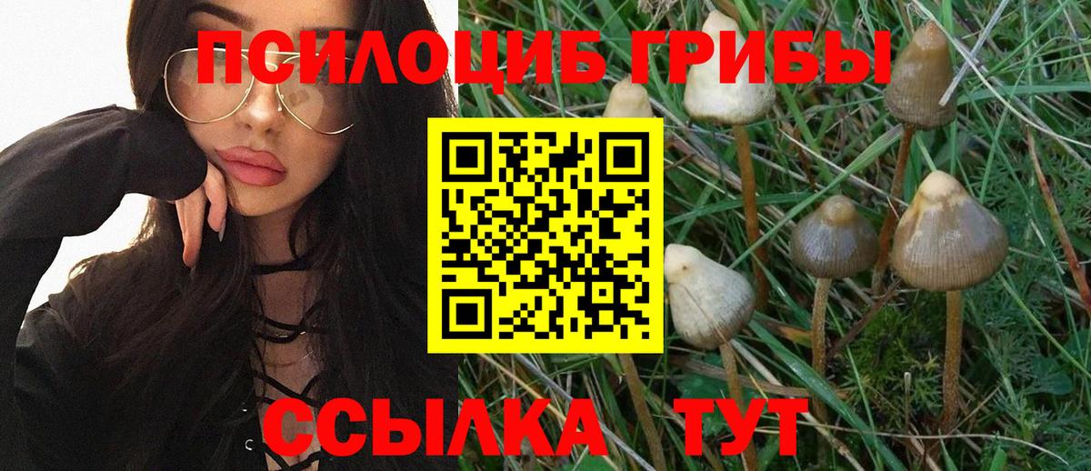 Псилоцибиновые грибы Cubensis Коряжма